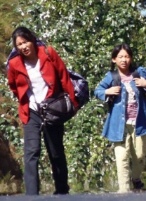久热草